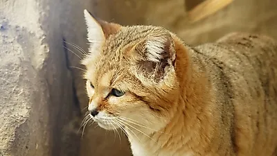 사막에서 독사 사냥하는 고양이?..모래고양이, 깜찍한 외모에 반전 매력