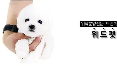 부산강아지분양 '위드펫' 7가지 분양혜택 이벤트