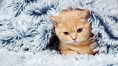 5가지 변화로 알아보는 고양이의 건강 상태