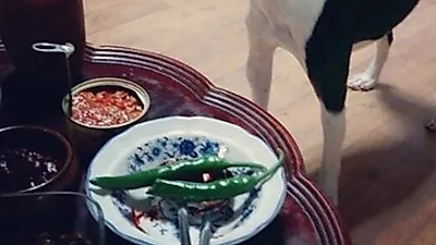 나나 반려견 고무, 밥상에 시선 고정 "귀여워"