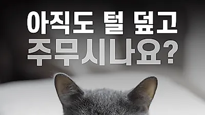 루밋, 쓱싹 이불세트 반려인들에게 큰 인기