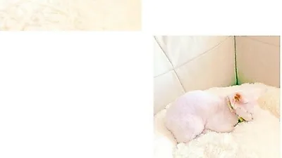 민효린 반려묘, "우리집에 왔어요"