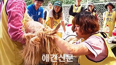 가수 이효리, 제주도에서도 유기견 사랑 가득..