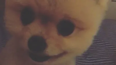 동글동글 솜뭉치같은 백지영 반려견