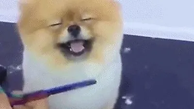 선미, 깜찍한 강아지 공개 '인형인 줄'