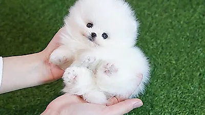 강아지분양 애견샵 베이비몽 말티즈, 포메라니안, 비숑프리제, 토이푸들 전문화