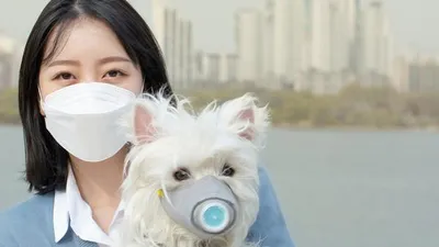국내 첫 코로나 확진 고양이 이어 강아지도 확진... 혹시 우리 댕댕이도?