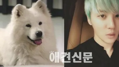 '맨도롱 또똣' 출연 중인 김준수 애견 샤키, '팬들 사이에선 이미 인기스타'