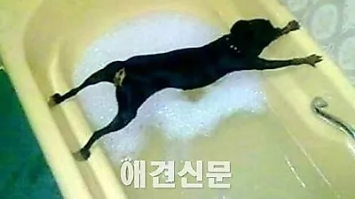 씻기싫은 반려동물 사진 모음 인기