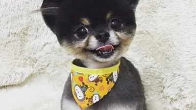 예은 반려견 니뇨, 곰돌이컷 변신 '심쿵'
