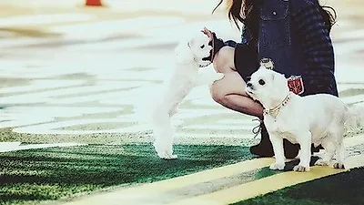송하윤 반려견, "모모야, 제발아프지마"