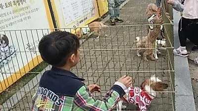 서울시, 주말마다 보라매 공원에서 유기견 입양 행사 진행