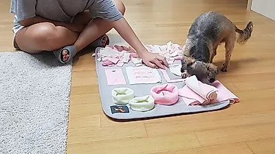 추석 연휴 앞두고 펫시터 구하기 전쟁, "혼자 둘 순 없고… 애견호텔 맡기자니 '뒤탈' 걱정"