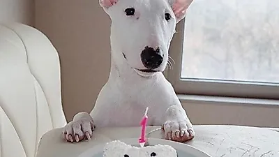 오혁, 반려견 '오여' 생일파티 사진 공개