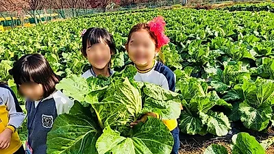 의정부 유정유치원, 겨울나기 김장 담그기 체험 실시