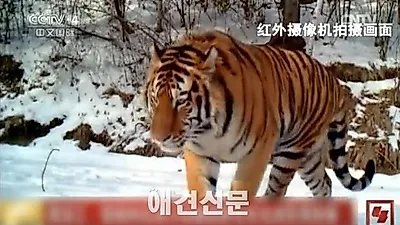 백두산 호랑이, 13년만에 야생에서 포착
