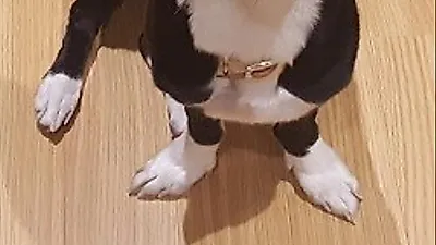 정인, 반려견인지 물개인지 모를 귀요미 자태