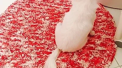 임수향 반려견, 빨간 쿠션 위 인형 자태 "엄마만 졸졸졸졸"
