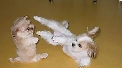 받아랏~! 이단 옆차기 하는 태권 강아지 포착?