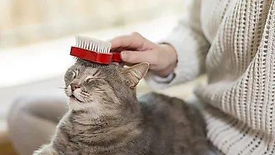 사람 못지 않은 유명세 '인스타 고양이'...인터넷 뒤흔드는 반려묘 대공개