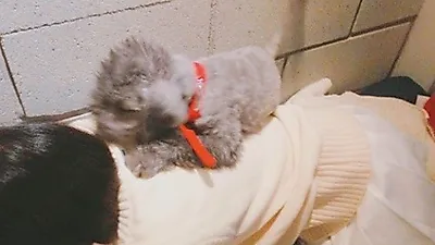 정소민, 반려견 등에 태우고 "어부바"