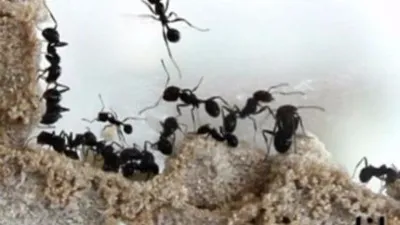개미, 지구 온난화 보다 빠르게 진화한다