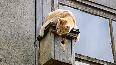 길고양이 TNR 사업 현황