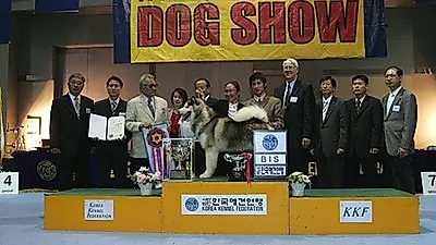 서울 "유카누바배 KKF 챔피언십 도그쇼"