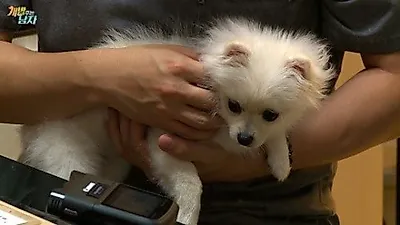 '개밥 주는 남자', 양세형 반려견 옥희…이대로 가면 십자인대 손상
