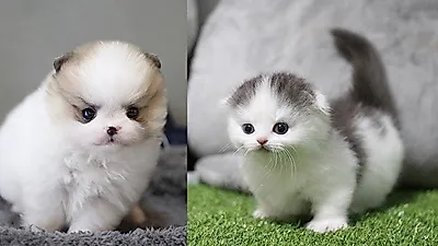 부산,대전,광주,전주 강아지분양&고양이분양 애견샵 미유펫 80%할인·무료·책임분양이벤트 진행
