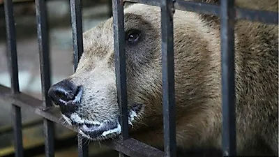 우리에 갇혀 학대받은 곰…스트레스로 자학까지