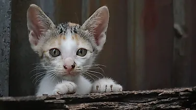 '떠돌이 고양이, 모태 길냥이와 달라...' 떠돌이 고양이 보호하는 방법
