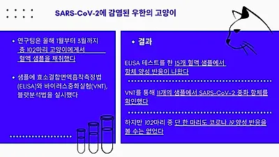 우한 고양이 15% 코로나 항체 발견…고양이도 코로나 감염률 높을까?