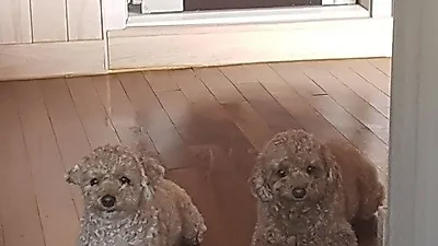 박진영 반려견 호두·공주,"같이 놀자고 날 유혹하는 거니?"