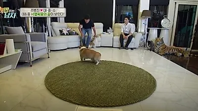 '개 밥 주는 남자', 카밍존 훈련법 大공개