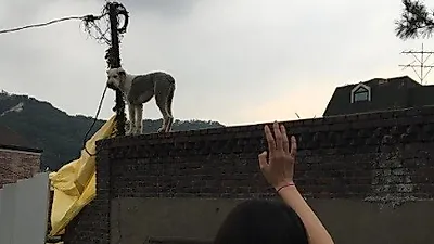 이솜, 옥상 위의 강아지 향해 '안녕'