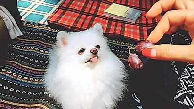한채아 반려견 순심이, 아련한 눈빛 발산 "딱걸림"