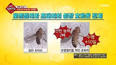 로열젤리(로얄젤리) 혈류량은 증가시키고 콜레스테롤 및 중성지방은 분해하는 효능, 단 부작용은?