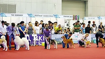 FCI 대륙별 섹션 도그쇼, 8년 만에 한국 개최