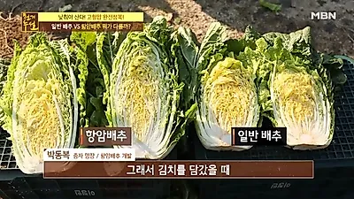 '천기누설' 항암배추 효능 및 부작용 뭐길래 화제? 저염 항암배추김치 담그는 법+항암배추전골 레시피