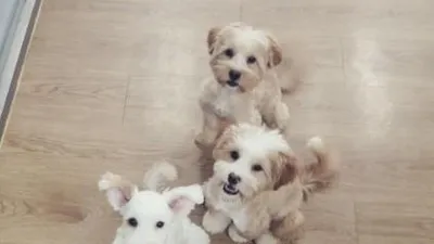 채수빈, 귀여운 삼형제 모습 공개 "너희 인형이니?"