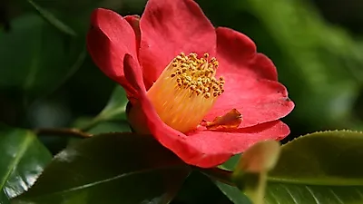 1월부터 4월까지 보기 좋은 '동백나무', 현재 가장 예쁜 곳은?