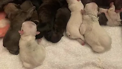 강아지 13마리 낳아 세계 신기록 세운 프렌치불독