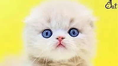프리미엄 고양이 분양샵 나비캣, 합리적 분양가와 철저한 건강관리 실시