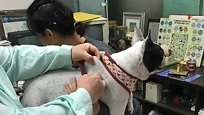 하남시, 광견병 무료예방접종 실시