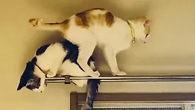 돌아올 곳이 없다는 것을 어렵게 배운고양이