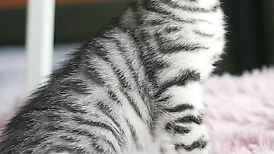 고양이 분양샵 ‘가필드고양이’ 강남직영점 오픈 이벤트 실시