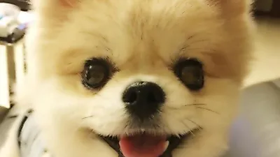 김현정, 인형같은 반려견 짱이의 모습 '귀요미'