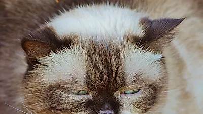 반려묘가 우울증에 빠졌다? 원인 및 해결책