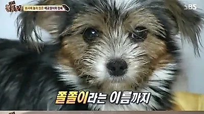 '동물농장' 매일 인테리어 회사로 출근하는 쫄쫄이